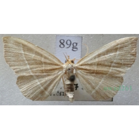 Trisateles emortualis (Denis & Schiffermüller, 1775) Pomiarka zmarlica Czech89g